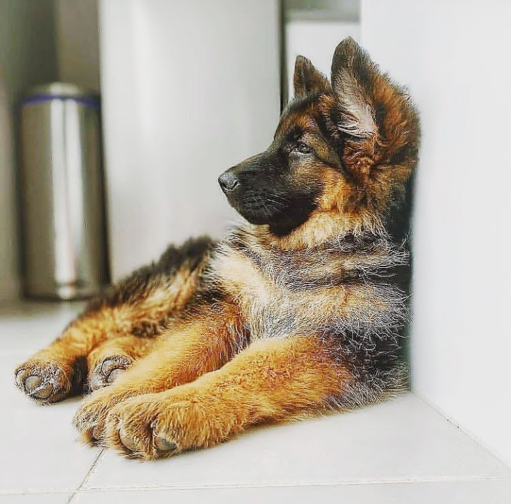 Simba